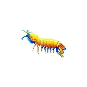 Beach Mantis Shrimp